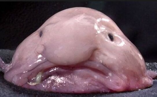 Blobfish oceanic (Psychrolutes marcidus) (NSEC UK/YouTube)