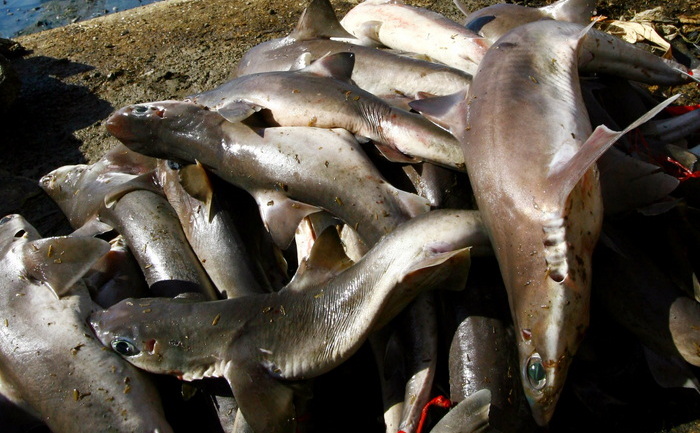 
Nivelul de mercur existent în foarte mulţi rechini ce ajung pe piaţă este cu mult mai mare decât limita admisă pentru siguranţă.
