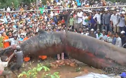 Captură youtube. Monstru gigant dezgropat în Vietnam.