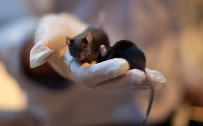 Şoareci (Uriel Sinai / Getty Images)