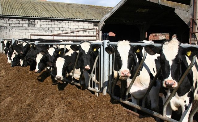 Cireadă de vaci de la ferma Grange, Darlton