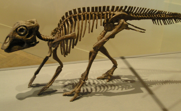 Schelet pui de Maiasaur din Muzeul Roial Ontario, Toronto (http://commons.wikimedia.org/   Autor: Keith Schengili-Roberts)