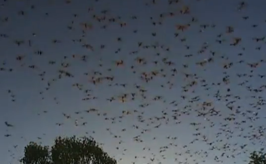 O colonie de lilieci au invadat oraşul Queensland, Australia.