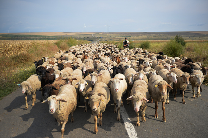 Turmă de oi pe şosea, satul Cudalbi, România