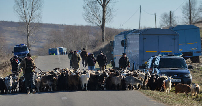 Jandarmi la Pungeşti, 3 decembrie 2013 (DANIEL MIHAILESCU / AFP / Getty Images)