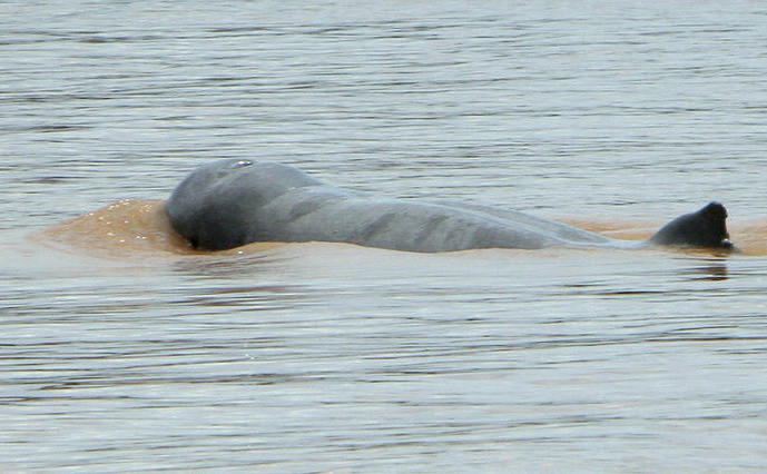Cambogia, Fluviul Mê Kông: delfinii de apă dulce "Irrawaddy"