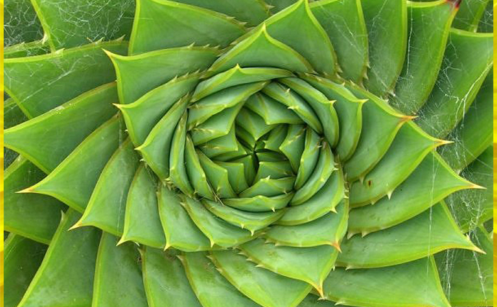 Modelul Fibonacci în natura: cactus