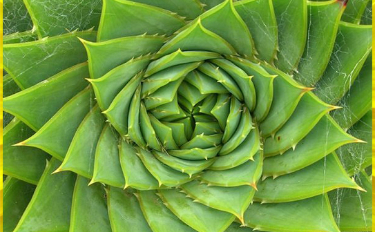 Modelul Fibonacci în natura: cactus (themindunleashed.org)