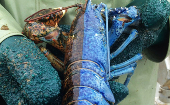 Homar ginandromorf. (Epoch Times)