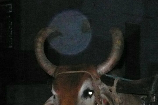 O sferă pluteşte deasupra cornului stâng al acestui bou. Faptul neobişnuit este că sfera luminoasă pare să fie în faţa cornului, şi totuşi, se poate distinge existenţa unei umbre a cornului pe această structură luminoasă. (Cindy Drukier/Epoch Times)