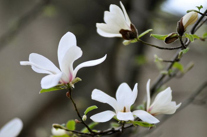 Flori de magnolie