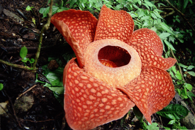 Rafflesia Arnoldii, cea mai mare floare cunoscută