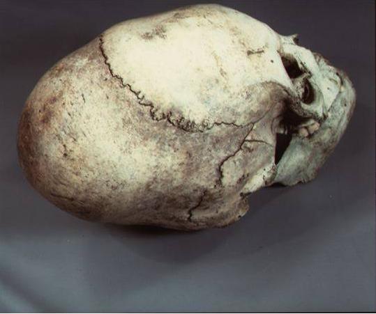 Cranium care ar aparţine unui umanoid înalt de 2,6 metri.