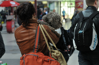 Gara de Nord, trenuri şi călători (Epoch Times România)