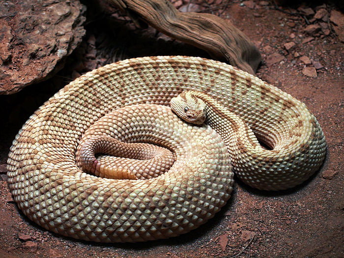 Şarpele cu clopoţei are gropiţe adânci între ochi şi nări, pe care le foloseşte pentru a intercepta căldura şi datorită cărora pot să vadă pe timp de noapte.