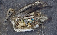 Conţinutul stomacului unui pui de albatros mort pe Atolul Midway - include bucăţi de plastic (Prin bunăvoinţa US Fish and Wildlife Service)