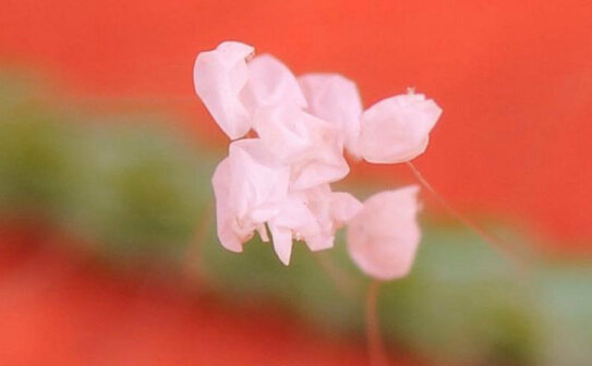 Florile Udumbara pe un ac de pin. Fotografie prin microscop. (Mr. Li of Malacca, Malaysia.)