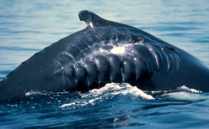 
Puţine balene supravieţuiesc unui „bărbierit” cu elicea unei navei. 