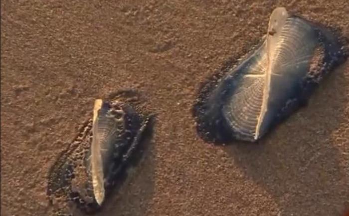 Velella velella - creaturi misterioase invadează plajele Californiei.