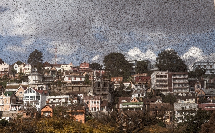 Roiuri de lăcuste invadează capitala Madagascarului, Antananarivo, 2 august 2014 (RIJASOLO/AFP/Getty Images)