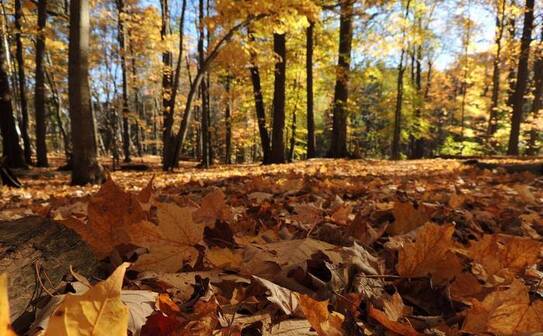 De toamna. (Syl Lebar / Epoch Times Romania)