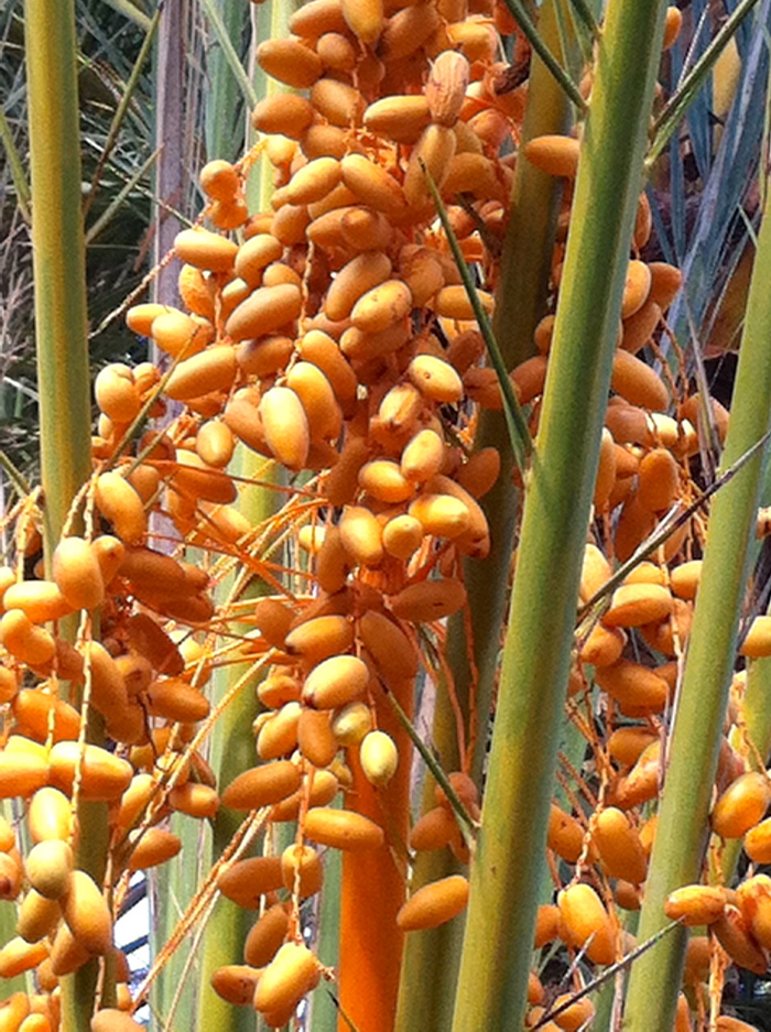 Curmale: fructele palmierului Phoenix dactylifera (Fam Arecaceae) (Mioara Stoica/Epoch Times România)