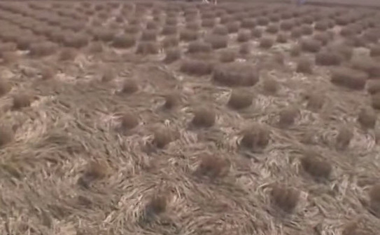 Desene în lanurile de grâu lăngă cel mai mare observator britanic. Iniţial la sol lucrurile păreau foarte dezordonate (Foto1) (Captură Youtube)