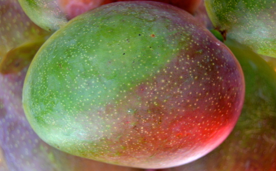 Mango. (Mioara Stoica/Epoch Times România)