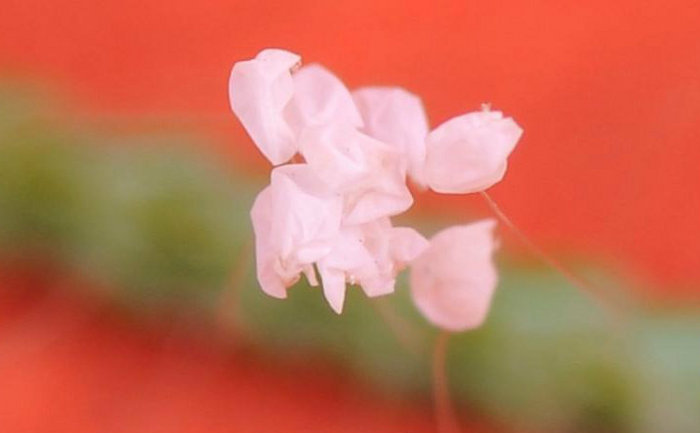 Florile Udumbara pe un ac de pin. Fotografie prin microscop.