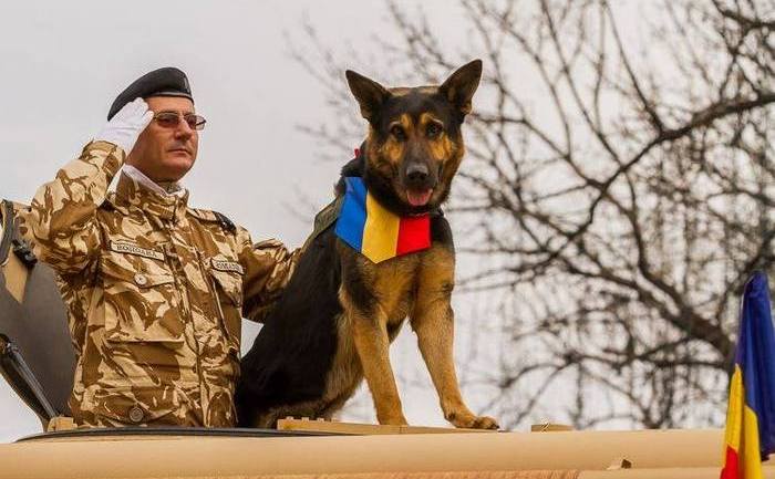 Max, câinele erou al Armatei.