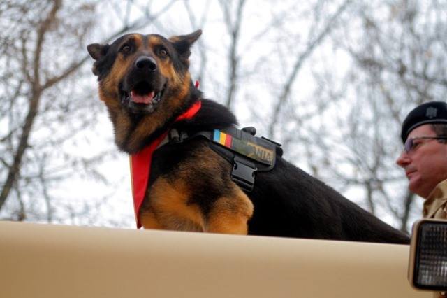 Max, câinele erou al Armatei.
