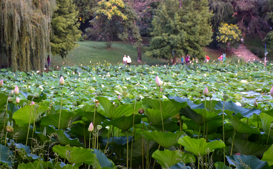 Parcul Circului de Stat, Bucureşti, august 2014. (Ioana Florea)