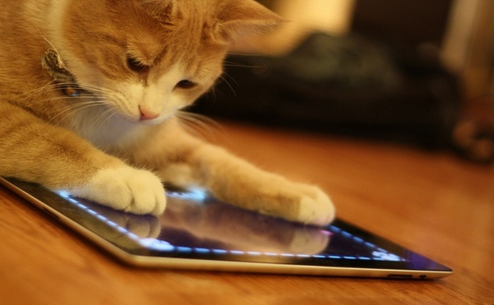 Pisică jucându-se pe tabletă