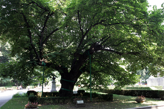 Teiul lui Eminescu din Parcul Copou-Iaşi (Epoch Times România)