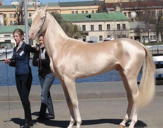 Akhal-Teke (Facebook)