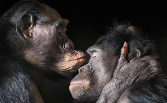 Tim Flach (Facebook)