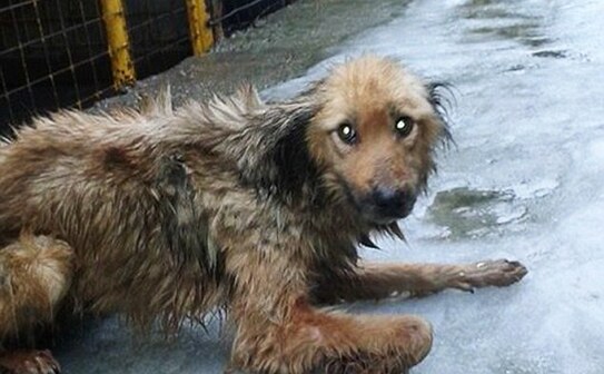 Câine adăpost public Baia Mare (Facebook)