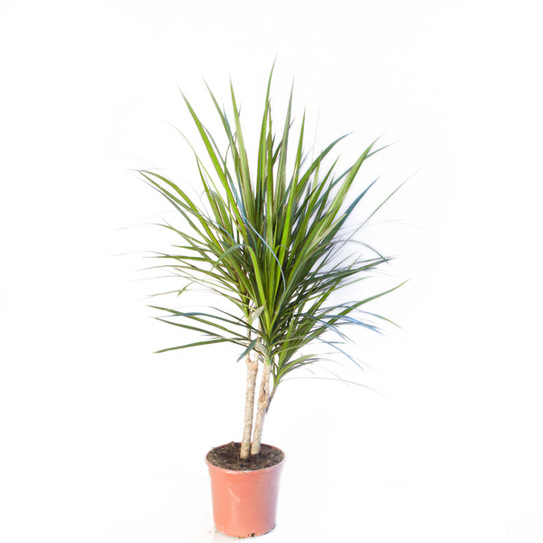 Dracena (Facebook)