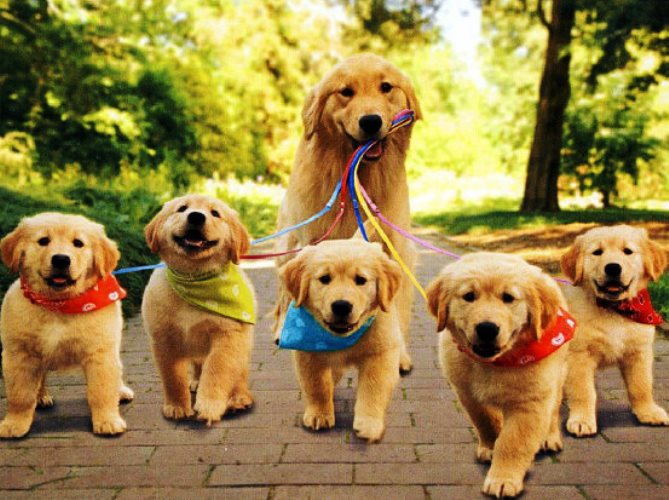 lever disinfect bucket Cele mai prietenoase rase de câini | Epoch Times România