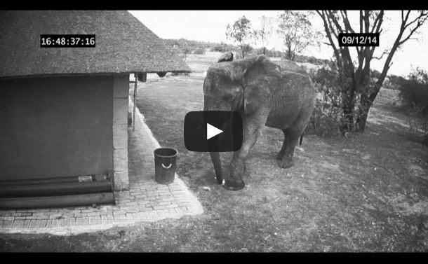 Elefant (YouTube)