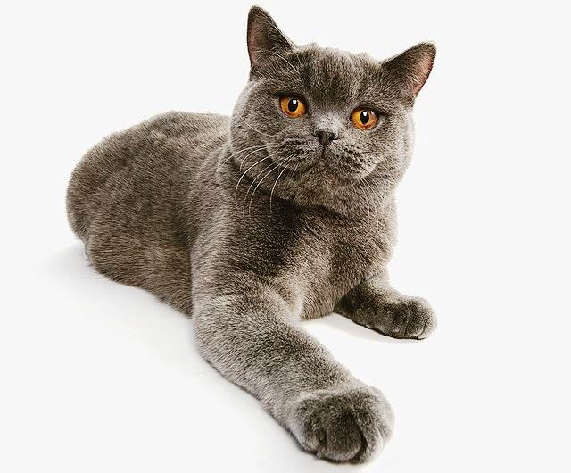 tonight String Majestic Pisica British Shorthair. Comportament şi personalitate | Epoch Times  România
