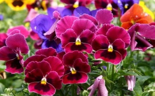 Panseluţe (Facebook)