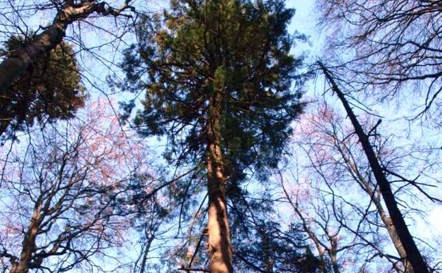 Cel mai înalt copac din România - Pădurea de la Şinca
 
