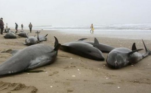 Localnicii încearcă să salveze delfini eşuaţi pe o plajă din Hokota, nord-est de Tokyo, Japonia, 10 aprilie 2015.