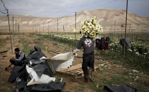 Coloniştii israelieni sunt acuzaţi că folosesc copii palestinieni în diversi munci periculoase. (Captură Foto)