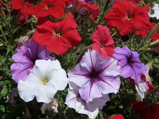 Petunia (Wikipedia)