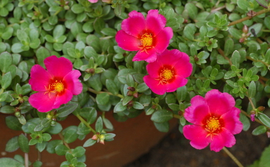 Portulaca (Wikipedia)