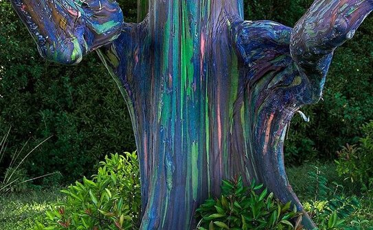 Eucaliptul Curcubeu (theecpochtimes.com)