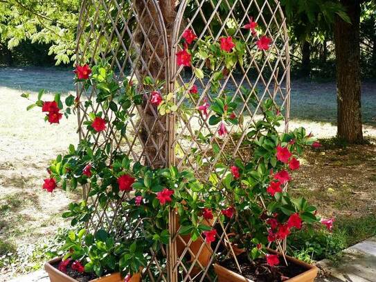 Dipladenia (Facebook)