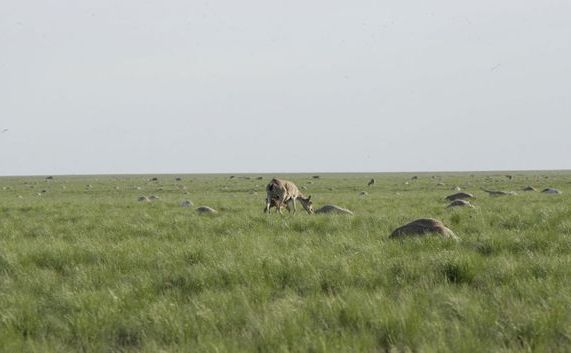O antilopă Saiga cu puiul ei pasc printre cadavrele unor antilope moarte pe un câmp din regiunea Zholoba, Kazahstan.